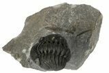 Adrisiops Weugi Trilobite - Recently Described Phacopid #179198-2